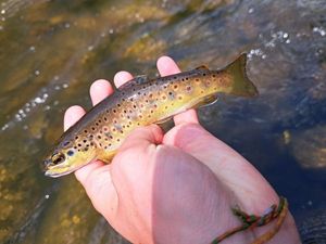 Brown Trout