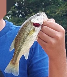 Largemouth Bass