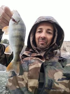 European Perch