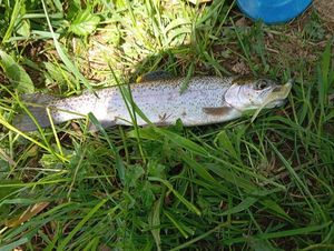 Rainbow Trout