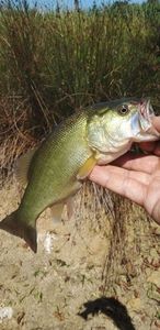 Largemouth Bass