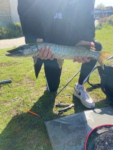 Northern Pike