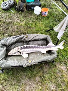 Sturgeon