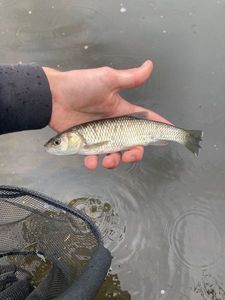 Chub