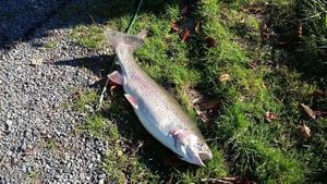 Rainbow Trout