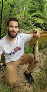 Rainbow Trout