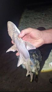 Lesser Spotted Dogfish (Small Spotted Catshark)