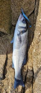 European Bass (Seabass)