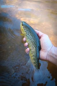 Brown Trout