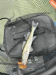 Zander