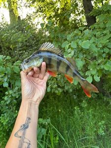 European Perch