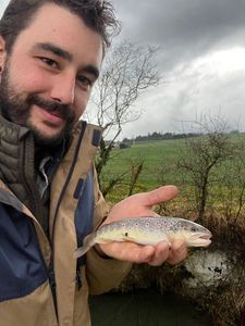 Brown Trout