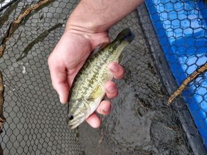 Largemouth Bass