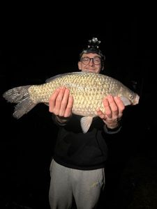 Crucian Carp