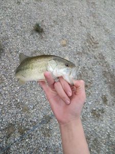 Largemouth Bass