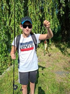 Black Bullhead