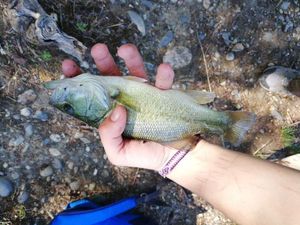 Largemouth Bass