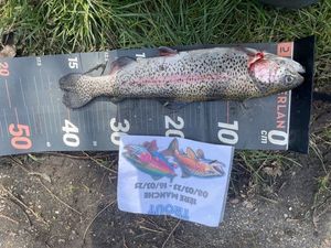Rainbow Trout