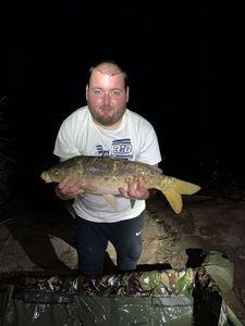 Mirror Carp