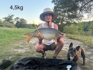 Mirror Carp