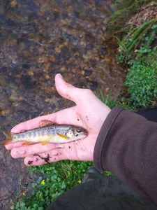 Brown Trout
