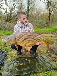 Common Carp