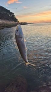 European Pilchard