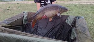 Mirror Carp