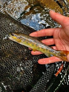 Brown Trout