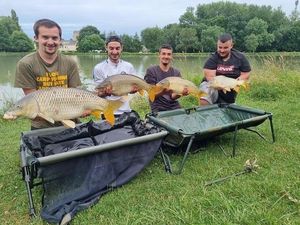Common Carp