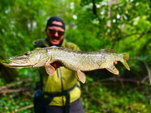 Northern Pike