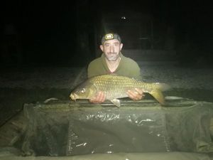 Common Carp