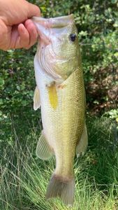 Smallmouth Bass