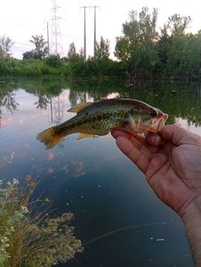 Largemouth Bass