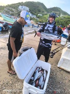 Atlantic Bonito