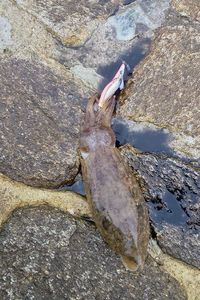 Common Cuttlefish