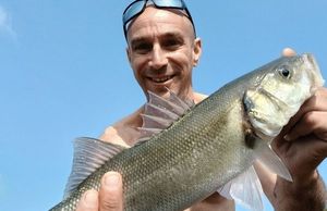 European Bass (Seabass)