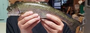 Rainbow Trout