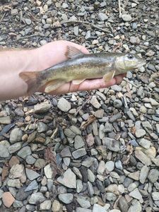Gudgeon