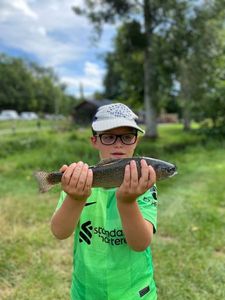 Rainbow Trout