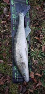 Zander