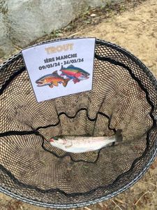 Rainbow Trout