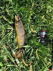 Brown Trout