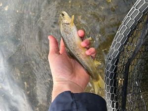 Brown Trout