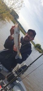 Zander