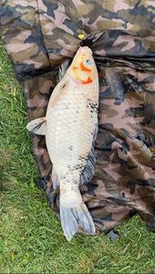 Mirror Carp