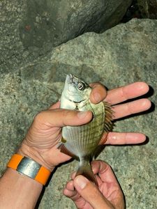 White Seabream