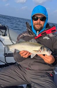 European Bass (Seabass)