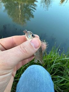 Ruffe