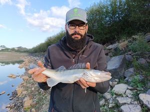 Zander